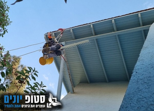 דוקרנים ליונים התקנה בגובה