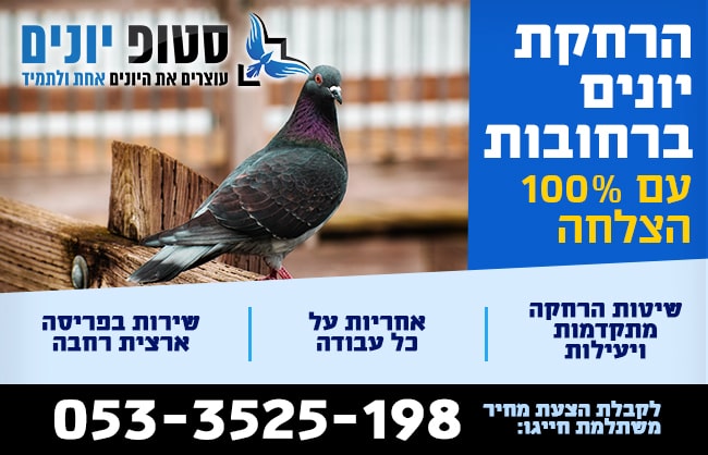 הרחקת יונים ברחובות