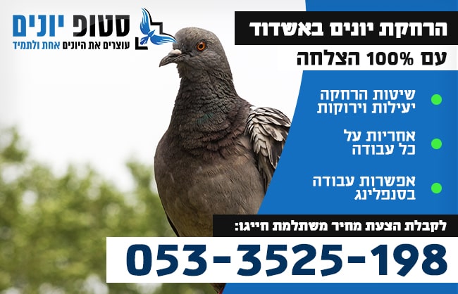 הרחקת יונים באשדוד