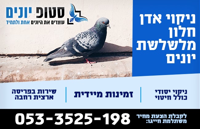 ניקוי אדן חלון מצואת יונים