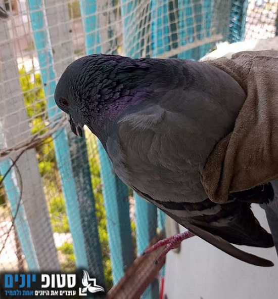 לכידת יונה בידיים