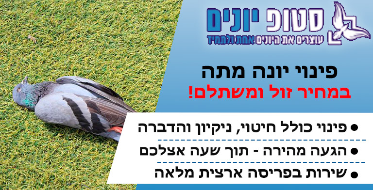 פינוי יונה מתה