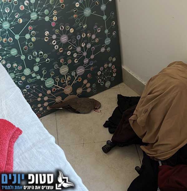 פינוי יונה מתה מחדר שינה