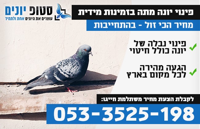 פינוי יונה מתה