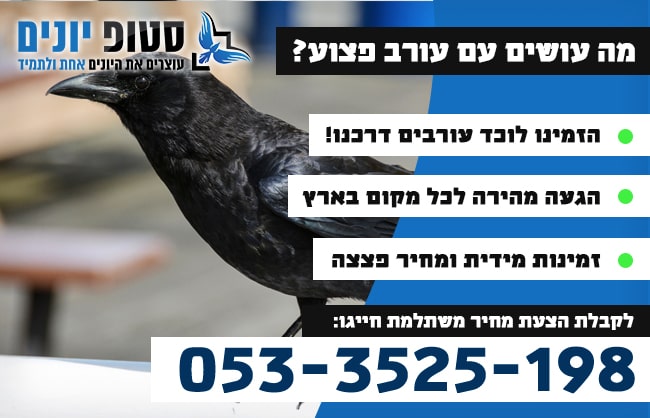לכידת עורב פצוע