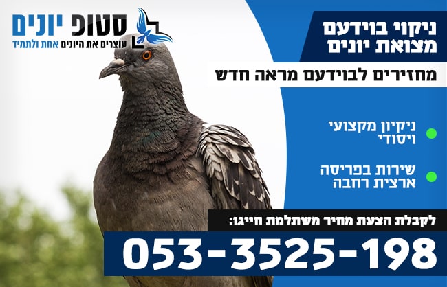 ניקוי בוידעם