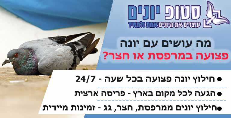 מה עושים עם יונה פצועה