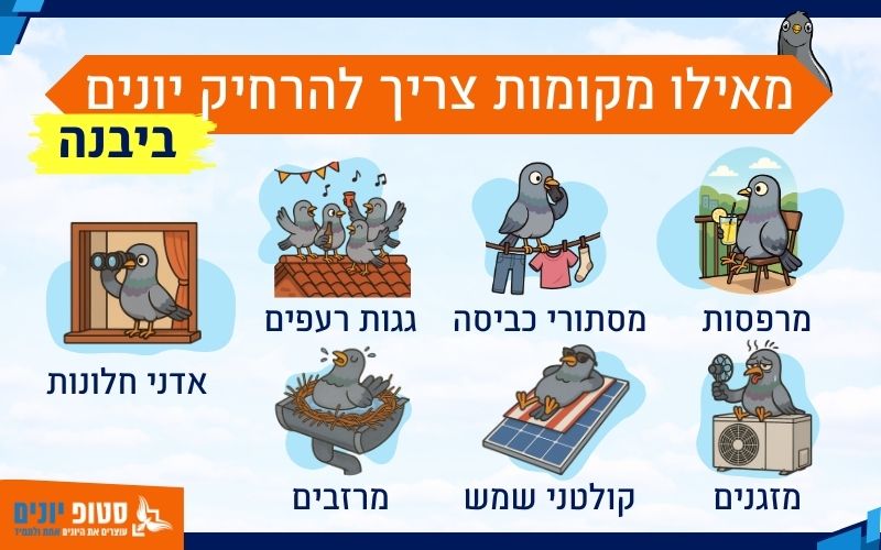 מאיפה מרחיקים יונים ביבנה