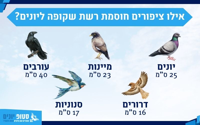 אילו ציפורים חוסמת רשת שקופה