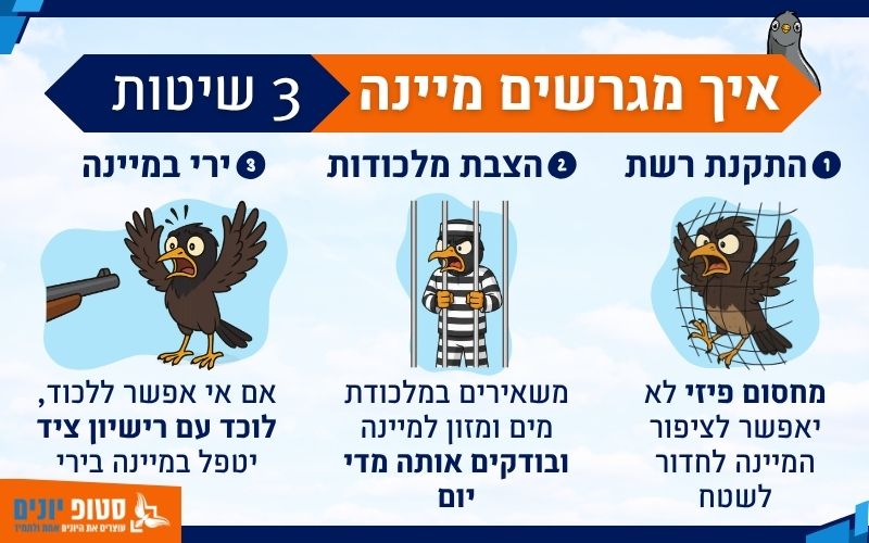 איך לגרש ציפור מיינה