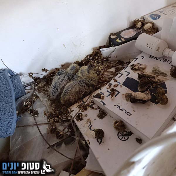 פינוי גוזלי יונים ממרפסת